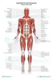 This is a table of skeletal muscles of the human anatomy. Human Anatomy Charts Human Anatomy Posters Muscle Skeleton