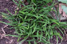 Image result for Lepisorus