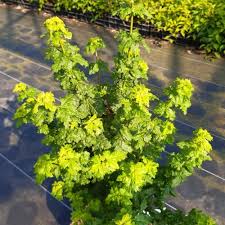 Image result for Vincetoxicum stenolobum