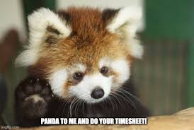 Your daily dose of fun! Cute Red Panda Memes Gifs Imgflip