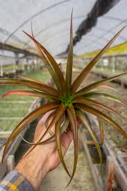 Image result for Commelina capitata