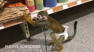 Besides good quality brands, you'll also find plenty of discounts when you shop for monkey pet during big sales. Squirrel Monkey In Pet At Home Uk Youtube