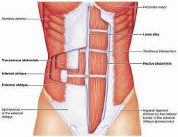 Core Stability – Nature's Corset | The ...