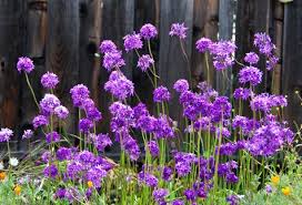 Image result for Dialium holtzii