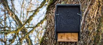 Contact a pest control specialist who can remove them safely. Bat Removal How Our Bat Houses Work Animal Remover
