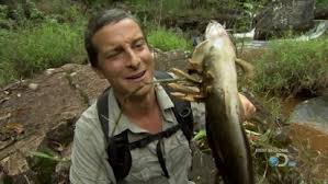 Wild Discovery Video Download