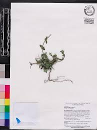 Image result for Oldenlandia angolensis