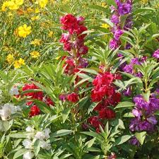 Image result for Coleus calycinus