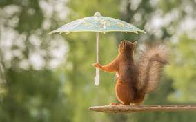 Search free squirrel wallpapers on zedge and personalize your phone to suit you. Baby Squirrel Wallpapers Top Free Baby Squirrel Backgrounds Wallpaperaccess