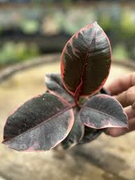 Image result for F kus Ficus