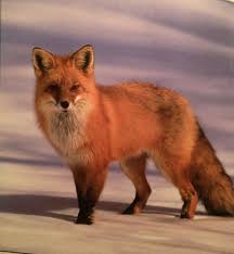 Black And Orange Fox Species The Red Fox Shows Several Color Variations From Rusty Red To Black Silver And Dark Brown All White Undersides Has Black Legs An Cute Animals Animals Red Fox