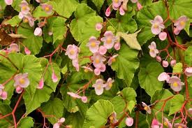 Image result for Rungia grandis