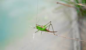 New horizons on nintendo switch here's our guide on how to find and catch the seemingly invisible mole crickets, which are hard to find. Cricket Spirit Animal Totem Symbolism And Meaning