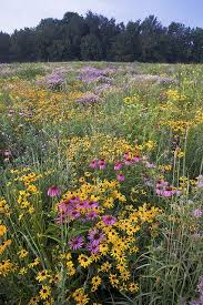 So, with my guidebooks in tow i've set out on a few local trails. Pin On Garden Inspiration