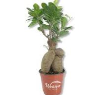 Wekiva Foliage Ginseng Ficus Tree-Live Plant in a 4 Inch Pot-Ficus  Microcarpa-Beautiful Ornamental Bonsai Interior Tree GinFi4x1