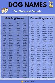 Choose a taiwanese name for your child and watch her. Dog Names 100 Most Popular Male And Female Dog Names 7esl Female Dog Names Cute Names For Dogs Boy Dog Names
