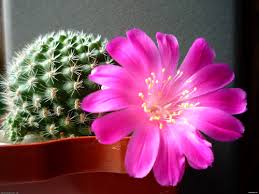 Algunos lo hacen en verano y otros en invierno ¿cuáles son las enfermedades de un cactus? Es Bueno O Malo Cultivar Un Cactus En Casa Signos Populares Por Que Florece Un Cactus