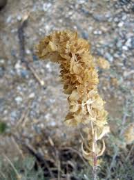 Image result for Abrus canescens