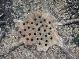 Then, pour liberal amounts of the epsom salt mixture into the holes. Inexpensive Stump Removal From Potential Farmland