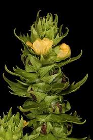 Image result for Alectra sessiliflora