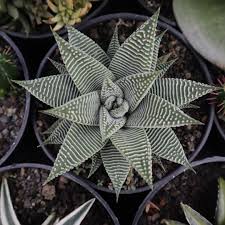 Image result for Haworthia limifolia