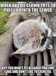 Funny Raccoons - ?? | Facebook