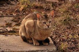 Pin On Chausie Cats