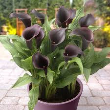 Image result for Zantedeschia
