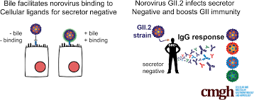 We did not find results for: Virus Host Interactions Between Nonsecretors And Human Norovirus Cellular And Molecular Gastroenterology And Hepatology