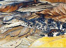 Check spelling or type a new query. Smooth Fronted Caiman Wikipedia