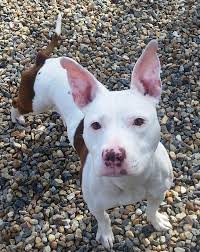 Best pitbull puppies with a healthy body and balanced temperament. Bull Terrier Pitbull Mix Puppies Off 59 Www Usushimd Com
