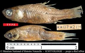 Image result for Blechnum attenuatum