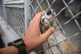 Um cachorrinho deprimido em um abrigo mal consegue levantar a cabeça para implorar por amor