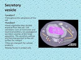 Animal cell structure animal cells have a variety of different organelles that work together to allow the cell to perform its functions. Life Is Cellular Ppt Video Online Download