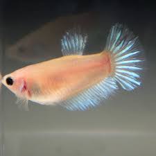 Fishgang Betta On Ebay