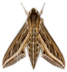 Image result for Hippotion celerio