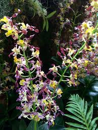 Dendrobium Rambo Singapore Botanic Gardens Orchids Hanging Orchid
