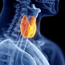 Management guidelines for patients with thyroid nodules and differentiated thyroid cancer : Thyroid Problems Hypothyroidism Hyperthyroidism Medlineplus