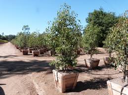 Sterculioideae kurrajong, bottle tree origin: Brachychiton Populneus T Y Nursery