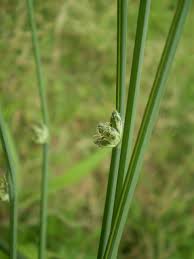 Image result for Schoenoplectus erectus