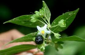 Image result for Solanum cyaneopurpureum