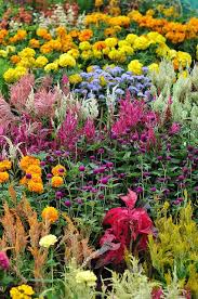 Beautiful fishbone cactus & watch it blooming. Colorful Flowers Rose Garden Landscape Small Garden Landscape Succulent Garden Landscape