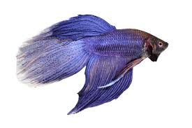 The betta splendens is a favorite because of its beauty, its long fins and because bettas are relatively easy to care for. Types Of Betta Fish By Tail Pattern And Color With Photos