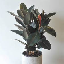 Rubber plants (ficus elastica) are perfect plants for beginner indoor gardeners as they're super tough, have large glossy leaves and grow quickly into an impressive indoor specimen. Rubber Plant Ficus Elastica Buy Indoor Plants The Flower Shed