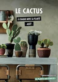 Mais comment bien s'occuper d'un cactus d'intérieur ? A Chaque Mois Sa Plante Aout 2020 Le Cactus Jardinier Paresseux