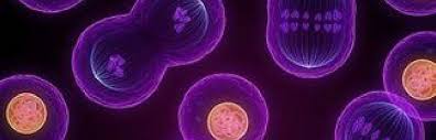 Check spelling or type a new query. Mitosis Worksheet