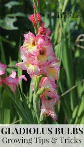 Add Height To Your Flower Garden With Gladiolus These Tips For Growing Gladiolus Will Show You How To Plant Beautiful Flowers Garden Gladiolus Gladiolus Bulbs