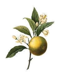 Image result for Rutaceae