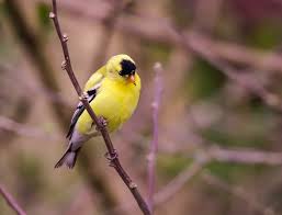 That Shy Look | An American Goldfinch (Spinus tristis) male.… | Robin Lamb  | Flickr