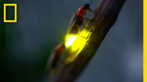 نتیجه جستجوی لغت [fireflies] در گوگل